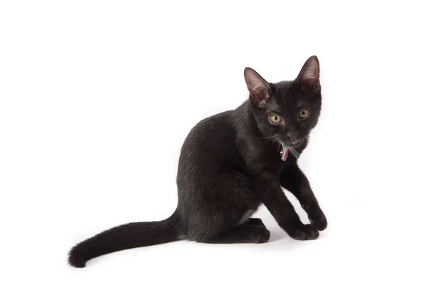 Close up black kittle cat on white background — Stock Photo, Image