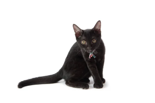 Close up black kittle cat on white background — Stock Photo, Image