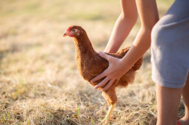 Bahçede yürüyen piliç