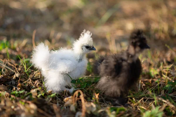 stock image Young black and white chicken silky in the garden