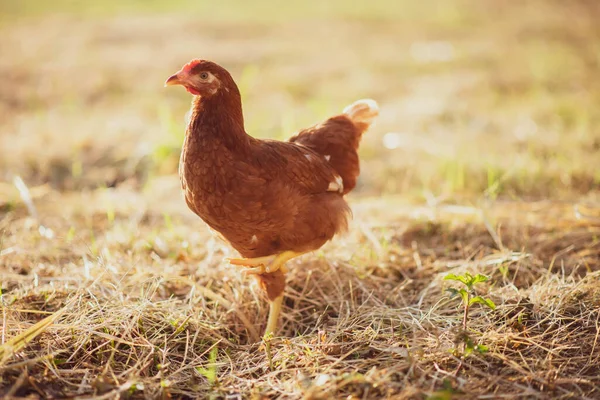 Hühnerküken Spazieren Garten — Stockfoto