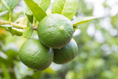 Limon ağacı bokeh arka plan üzerinde