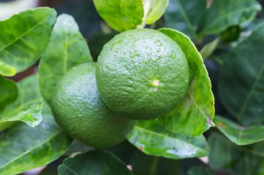 limon ağacı üzerinde 