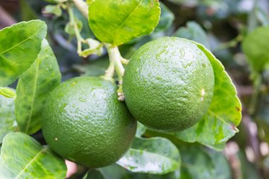 Limon ağacı ile üzerinde yapraklar