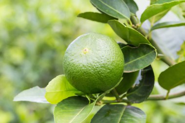 Limon ağacı gruptaki asılı