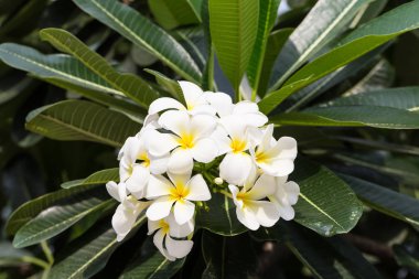 Plumeria veya frangipani çiçeği plumeria ağaç üzerinde