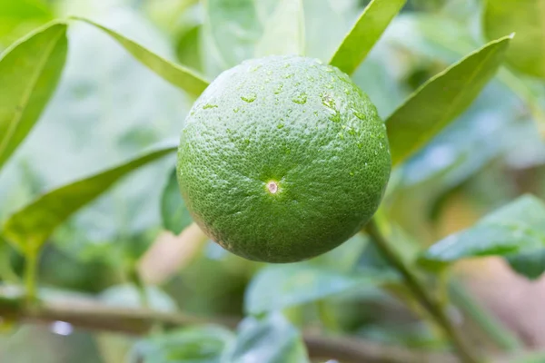 Limones verdes colgando de un árbol —  Fotos de Stock