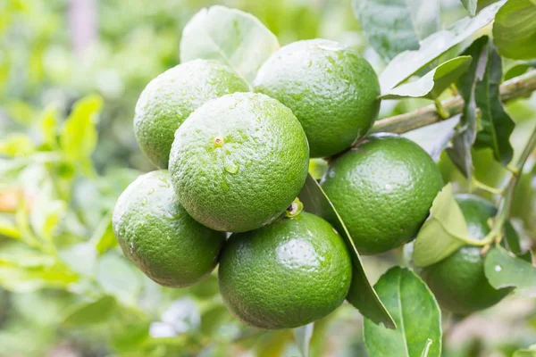 Green lemons hanging on tree — Stock Photo, Image