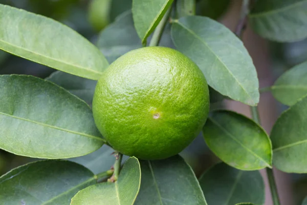 Lemons hanging on tree in the farm — Stock Photo, Image