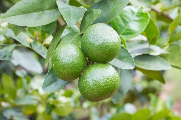 Lemons hanging on tree in the farm — Stock Photo, Image