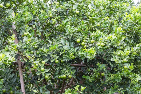 Cytryny wiszące na drzewie w farmie — Zdjęcie stockowe