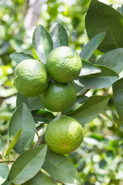 Lemons hanging on tree in the farm — Stock Photo, Image