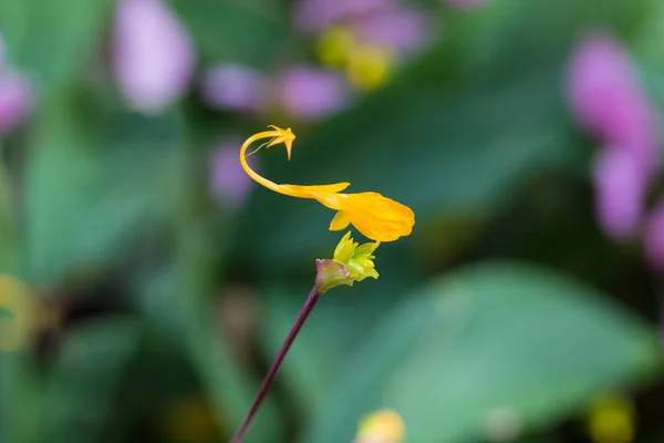 Gelbe Globba-Blumen blühen im Garten — Stockfoto