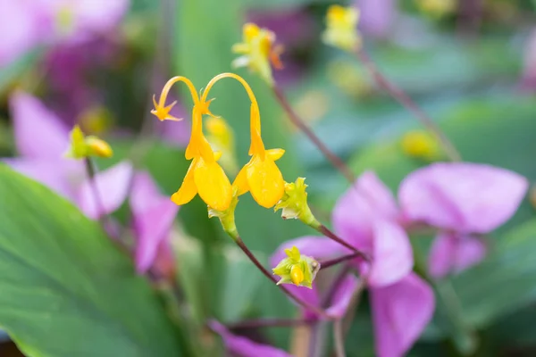 Gelbe Globba-Blumen blühen im Garten — Stockfoto
