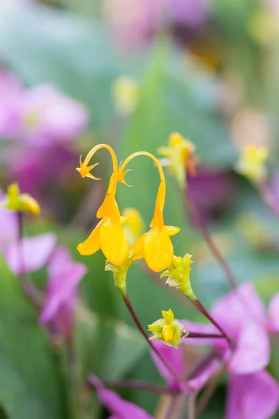 在花园里盛开的黄色澜沧舞花姜花 — 图库照片