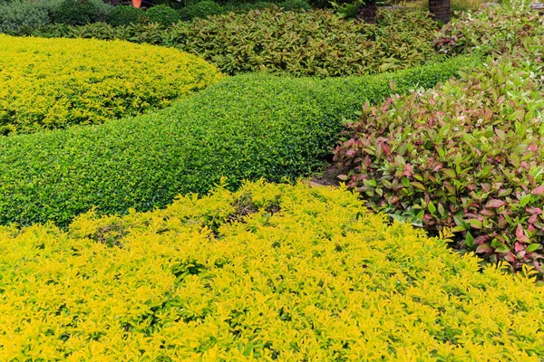 Sierplanten in de tuin — Stockfoto