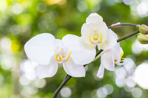 White orchid in the garden — Stock Photo, Image