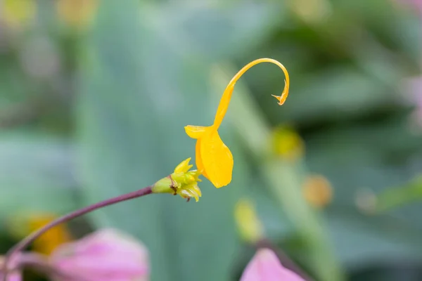 Gelbe Globba-Blumen blühen im Garten — Stockfoto