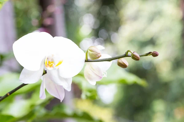 Orquídea blanca en el jardín —  Fotos de Stock