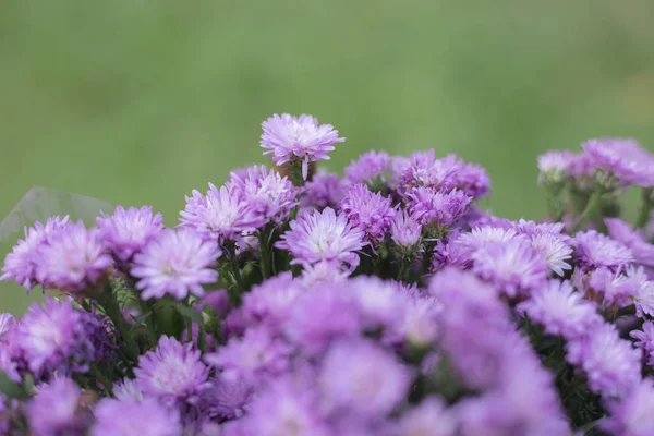 Belas flores de tecido artificial aster com flores coloridas — Fotografia de Stock