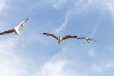 Martılar sahil üzerinde uçuyor 