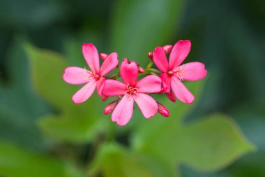 Peregrina veya baharatlı Jatropha çiçek 