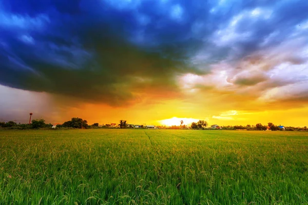 Rijst veld bij zonsondergang met humeurig wolken — Stockfoto