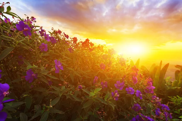 Фиолетовая принцесса или бразильский паук или цветок Славы Буш в лучах солнца — стоковое фото