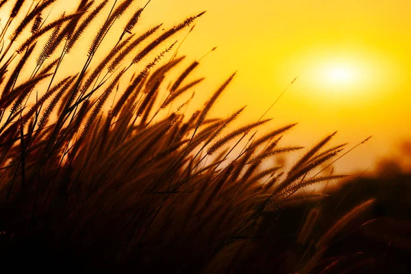 Grass flowers in sunset — Stock Photo, Image