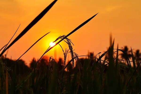 Rice spike and sun in sunset — Stock Photo, Image