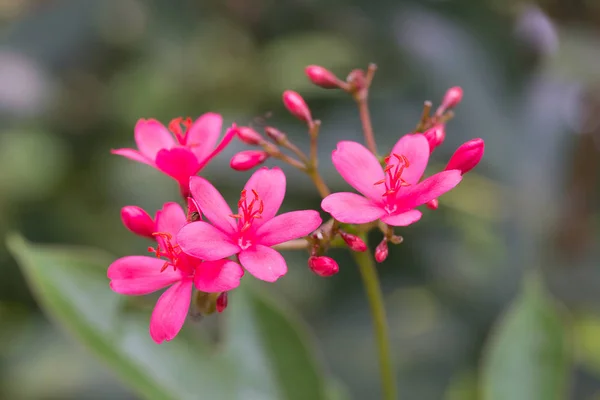Peregrina tai mausteinen Jatropha kukka — kuvapankkivalokuva