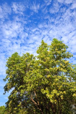 Tembusu çiçek bloomig üzerinde ağaç., Fagraea fragrans