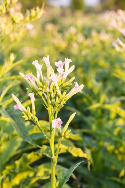 Beyaz arka planda çikolatalı kurabiye.
