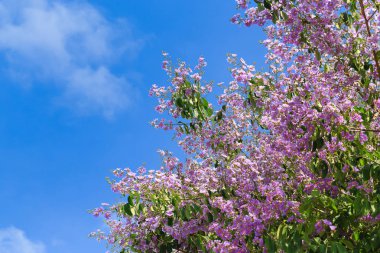 Bungor ağaç çiçek
