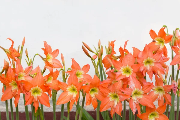Hippeastrum johnsonii bury flowers — Stock Photo, Image