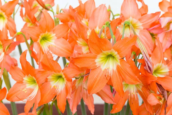 Hippeastrum johnsonii bury flowers — Stock Photo, Image