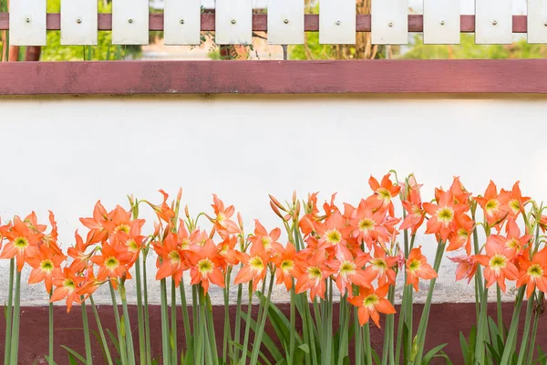 Hippeastrum johnsonii Blumen begraben — Stockfoto