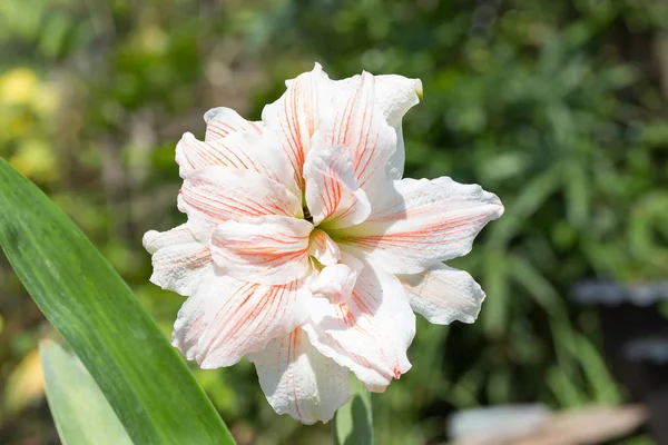 Magnífica flor doble con pétalos blancos con rayas rojas o — Foto de Stock