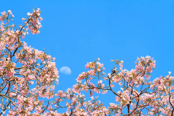 फूलों के साथ गुलाबी तुरही पेड़ — स्टॉक फ़ोटो, इमेज