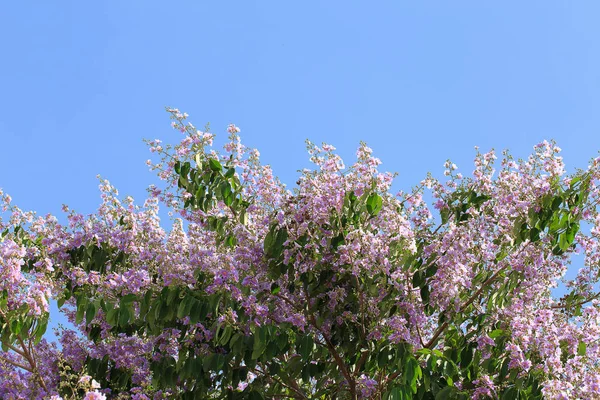 Bungor albero fiori — Foto Stock