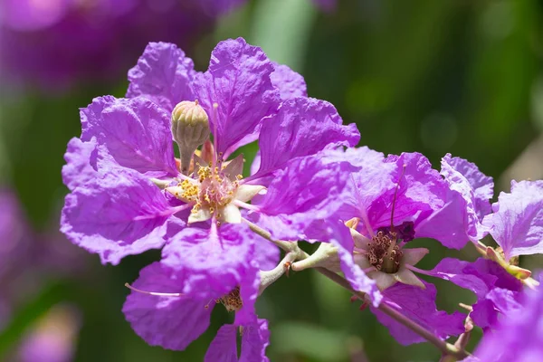 Bungor tree flowers — Stock Photo, Image