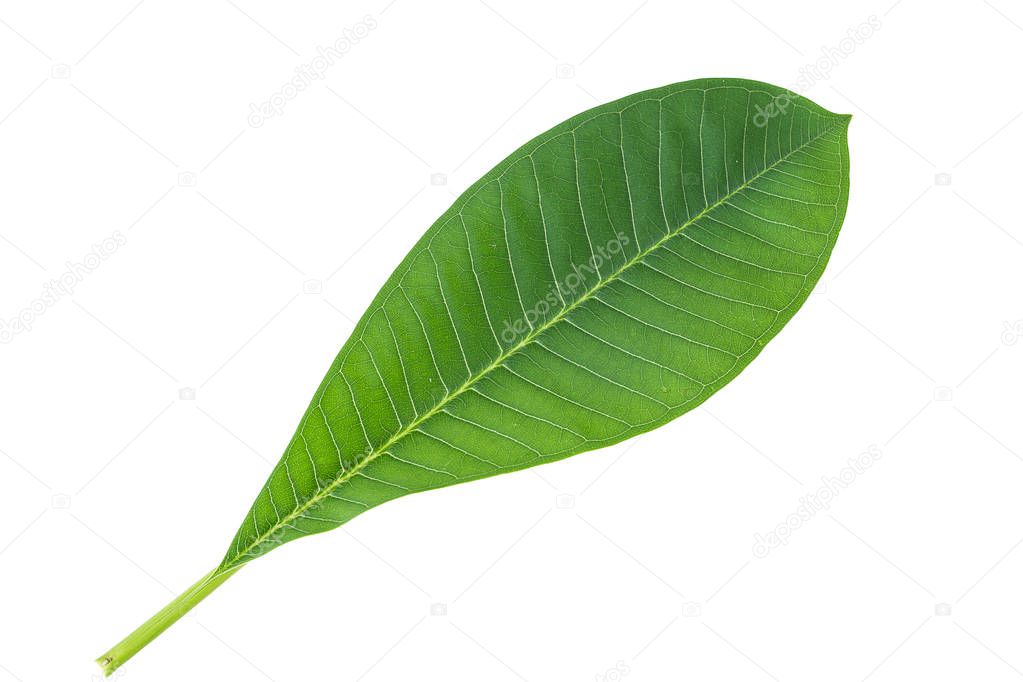 Frangipani leaf isolated on white