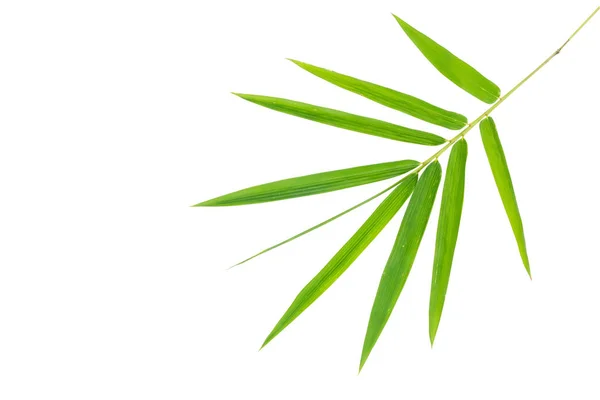 Bambusové listy izolované na bílém — Stock fotografie