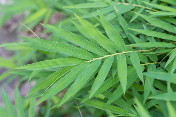 Folhas de bambu tomadas em vista superior — Fotografia de Stock