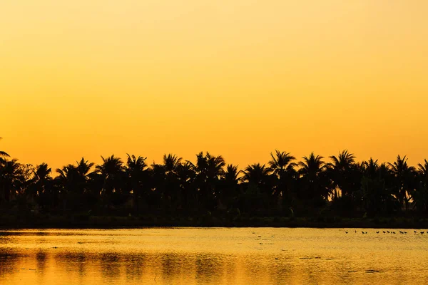 Satır akşam Hindistan cevizi ağaçlarının