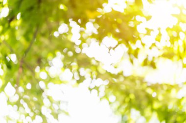 Ağacın altında çekilen bulanık bokeh fotoğraf