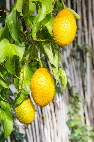 Gac fruit hung on the vine — Stock Photo, Image