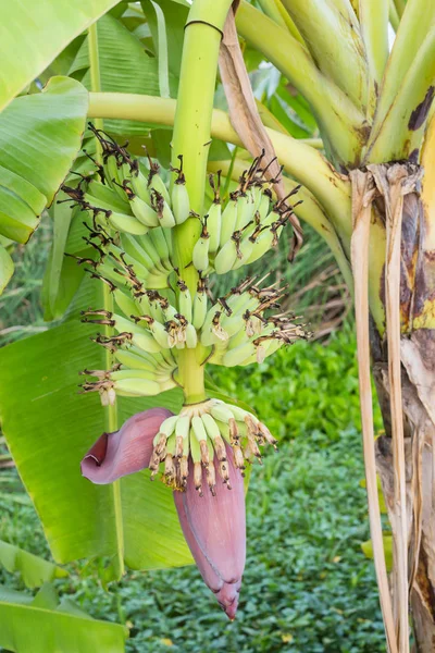 Banánový květ visí na stromě — Stock fotografie