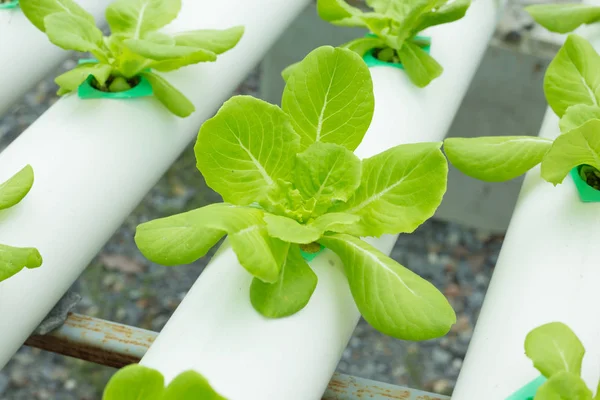 Lechuga verduras granja hidropónica — Foto de Stock