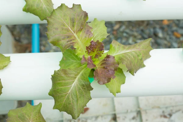 Exploração vegetal hidropônica orgânica em viveiro — Fotografia de Stock